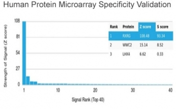 RXR gamma Antibody / RXRG
