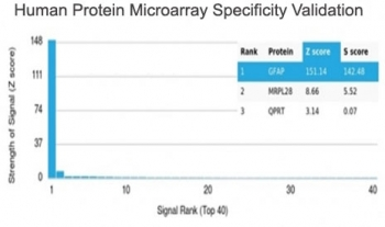 GFAP Antibody / Glial Fibrillary Acidic Protein