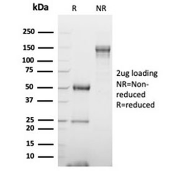 GATA Binding Protein 3 Antibody / GATA-3