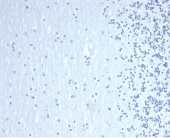 GATA Binding Protein 3 Antibody / GATA-3