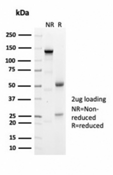 Recombinant Geminin Antibody / GMNN