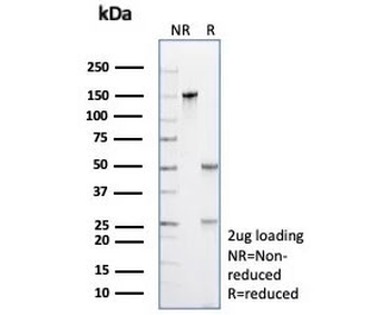 Opa-interacting protein 4 Antibody / OIP-4 / PRAME