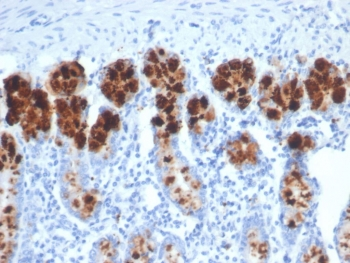 Lysozyme Antibody