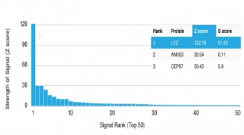 Lysozyme Antibody