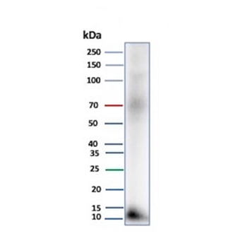 Colipase Antibody / CLPS