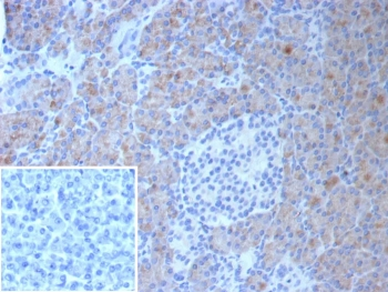Colipase Antibody / CLPS