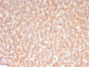10-Formyltetrahydrofolate dehydrogenase Antibody / ALDH1L1