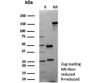 10-Formyltetrahydrofolate dehydrogenase Antibody / ALDH1L1