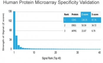 Cadherin 1 Antibody / CDH1 / E-Cadherin