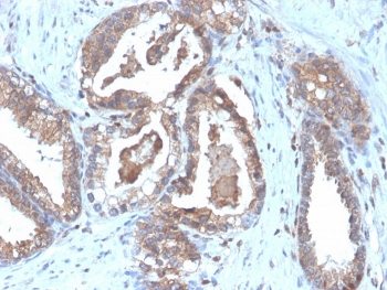 Recombinant CD47 Antibody / IAP / Integrin Associated Protein