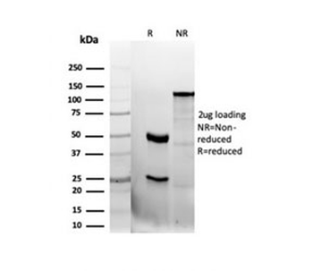 Recombinant CD47 Antibody / IAP / Integrin Associated Protein