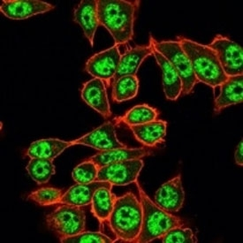 RBM8A/Y14 Antibody