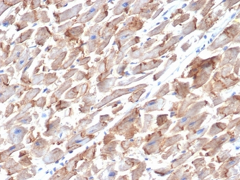 CD325 Antibody / CDH2 / N-Cadherin