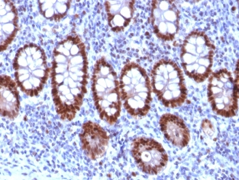 PU.1 Antibody / SPI1
