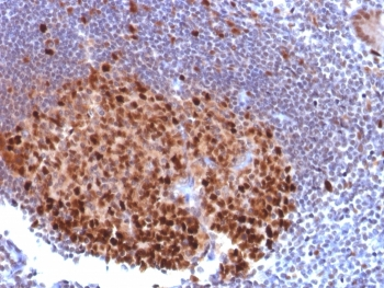PU.1 Antibody / SPI1
