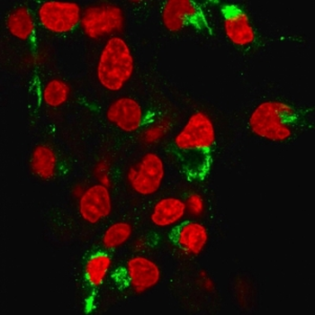 Recombinant Albumin Antibody
