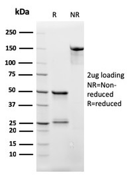 CD3 epsilon Antibody