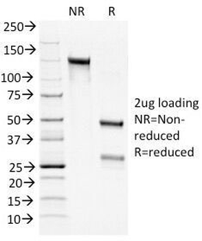 Bcl2 Antibody Cocktail
