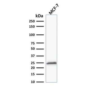 Bcl2 Antibody Cocktail