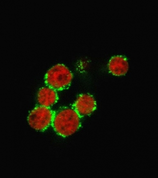 CD47 Antibody / IAP