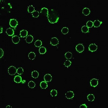 CD47 Antibody / IAP