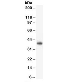 CD47 Antibody / IAP
