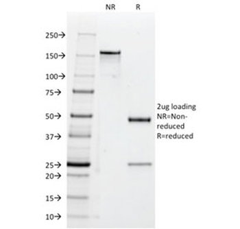 CD47 Antibody / IAP