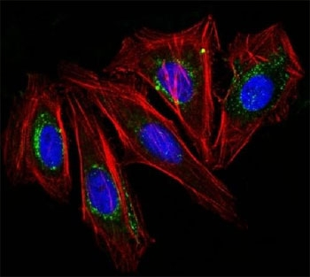 CD63 Antibody / LAMP-3