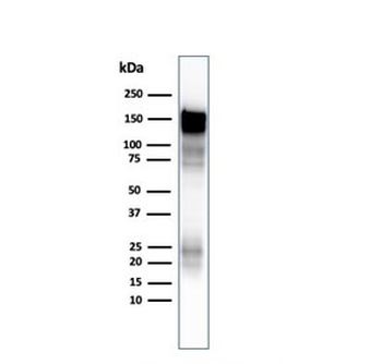 EGFR Antibody (cytoplasmic domain)