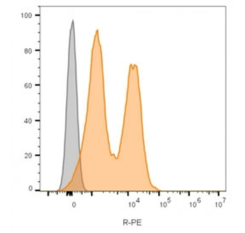 NCAM Antibody / CD56