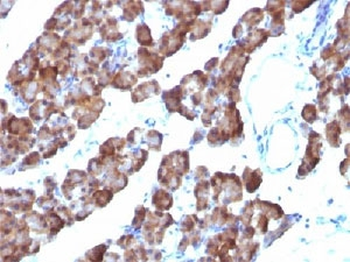 ODC-1 Antibody