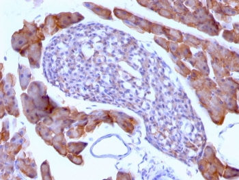 ODC-1 Antibody