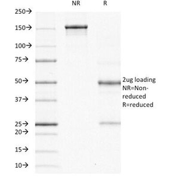 ODC-1 Antibody