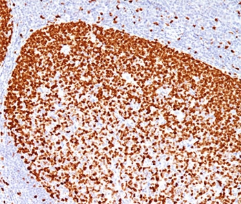PCNA Antibody