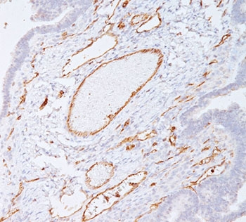 PECAM-1 Antibody / CD31