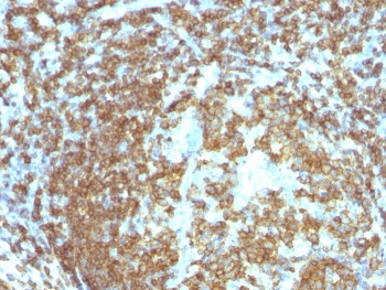 CD45RA Antibody