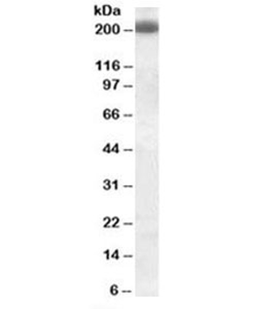 CD45RB Antibody