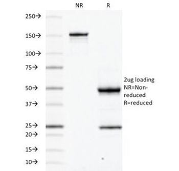 CD45RB Antibody