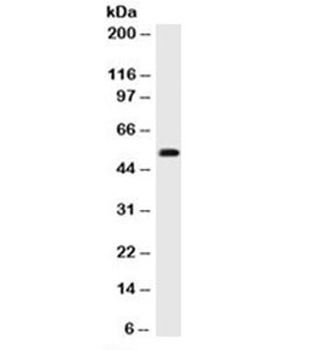 p53 Antibody Cocktail