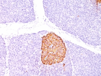 Chromogranin A Antibody