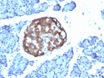 Chromogranin A Antibody