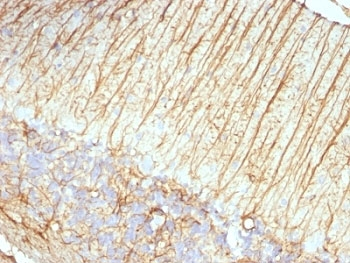 GFAP Antibody