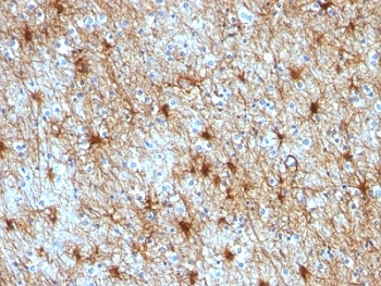 GFAP Antibody Cocktail