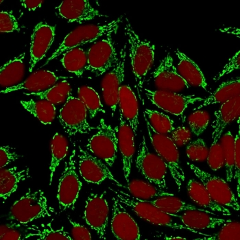 HSP60 Antibody / HSPD1