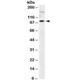 ICAM-1 Antibody / CD54
