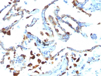 MFGE8 Antibody