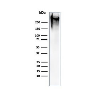 MUC1 Antibody / Mucin-1 / EMA