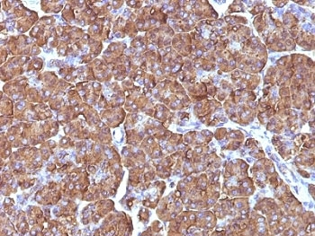 ODC Antibody / Ornithine Decarboxylase