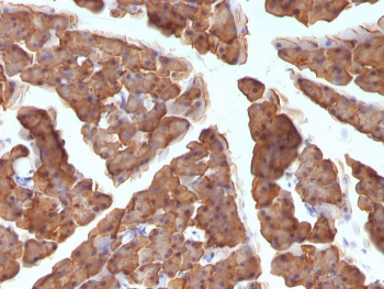 ODC Antibody / Ornithine Decarboxylase