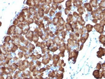 ODC Antibody / Ornithine Decarboxylase